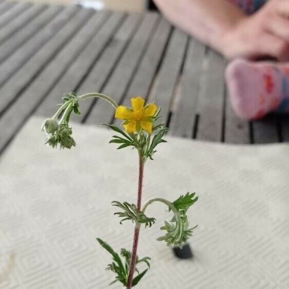 Potentilla neglecta Õis