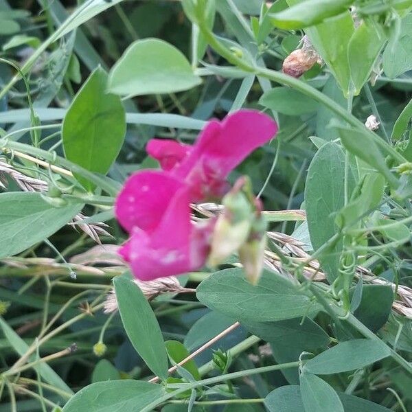 Lathyrus tuberosus 花