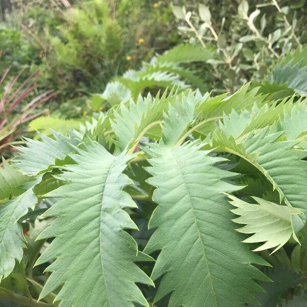 Melianthus major Folha