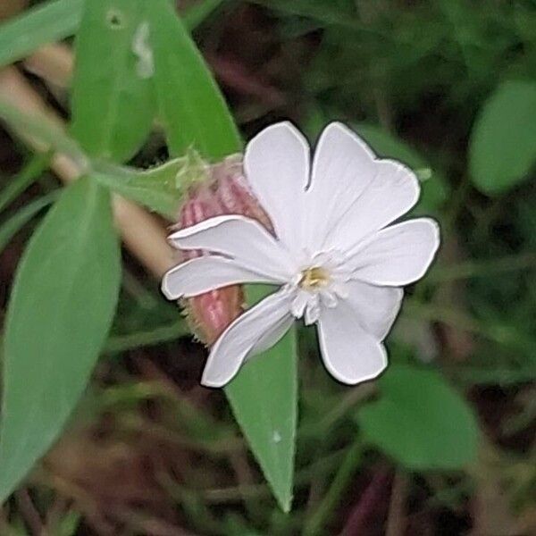 Silene noctiflora Blomst