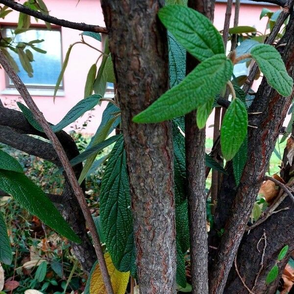 Viburnum rhytidophyllum Φλοιός