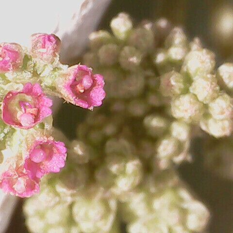 Boerhavia diffusa Flor