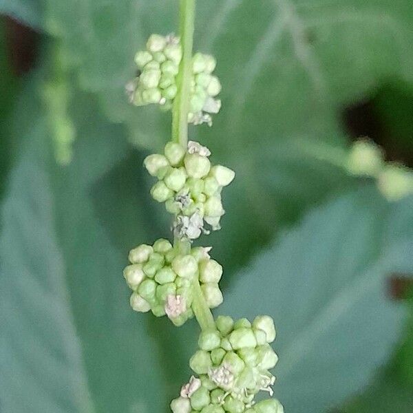 Mercurialis annua Blodyn