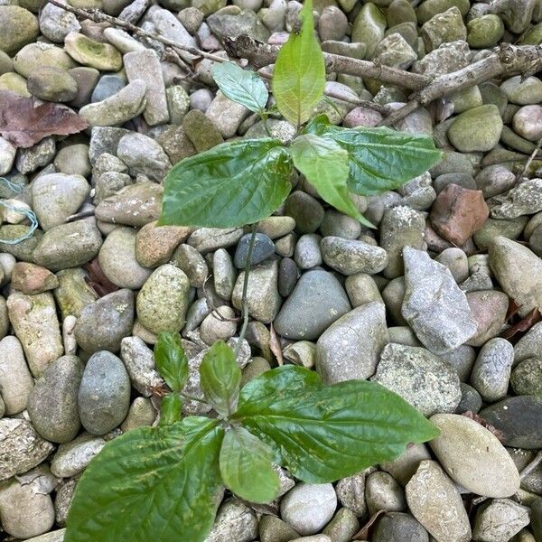 Cornus florida Foglia