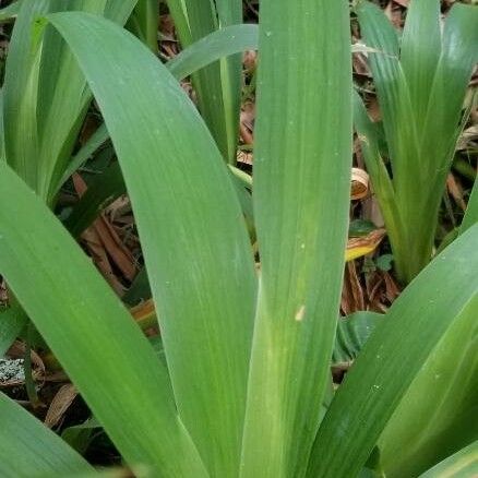 Iris japonica ᱥᱟᱠᱟᱢ