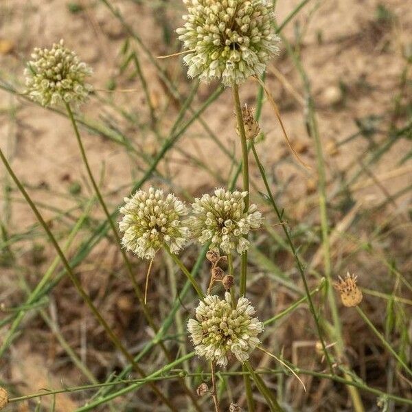 Allium paniculatum 叶