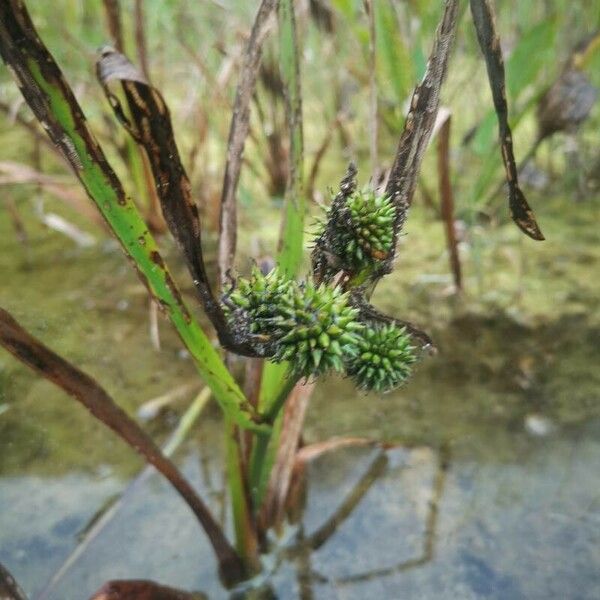 Sparganium erectum Frugt