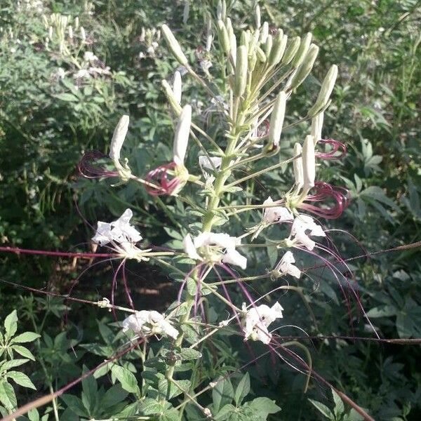 Cleome gynandra Floro