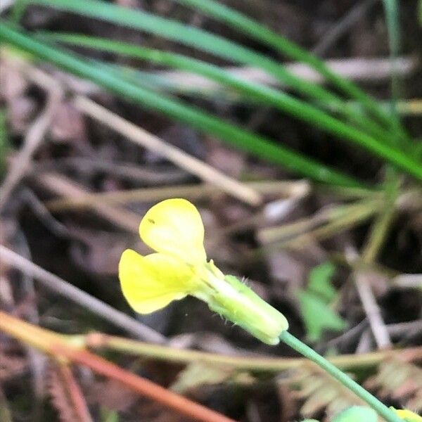 Diplotaxis muralis Flower