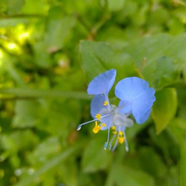 Commelina benghalensis Cvet