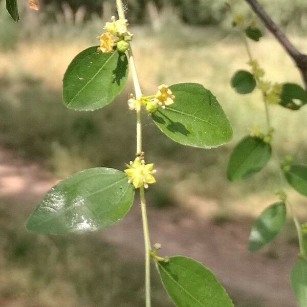 Ziziphus jujuba Flower