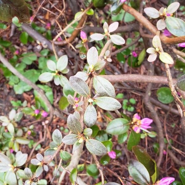 Rhododendron lapponicum ᱥᱟᱠᱟᱢ
