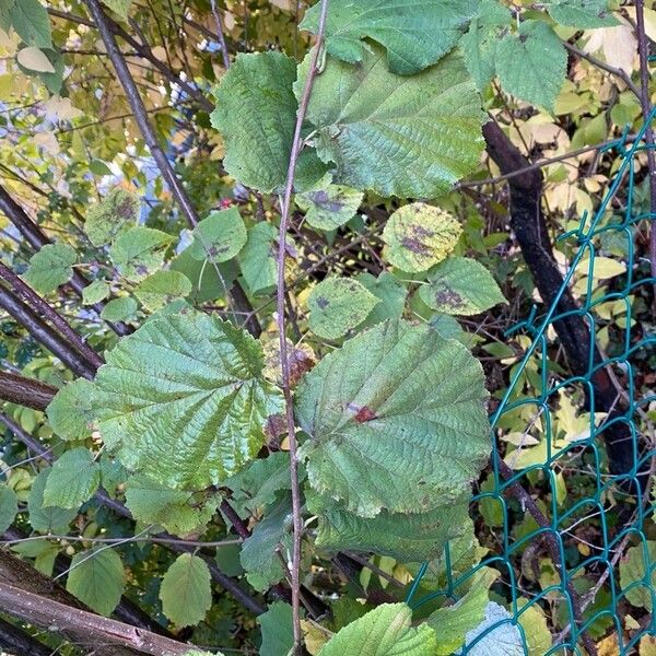 Corylus cornuta Blatt