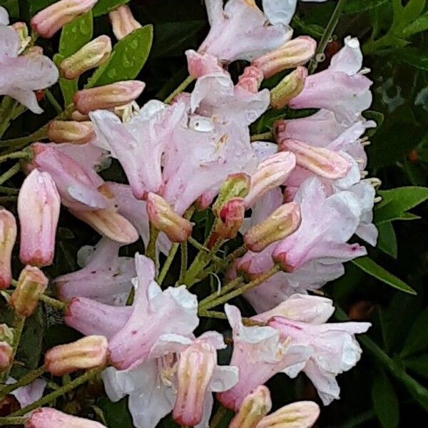 Rhododendron hirsutum Floare