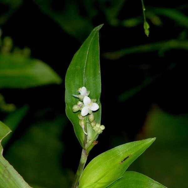 Callisia serrulata Квітка