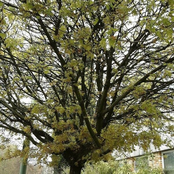 Acer macrophyllum Habit