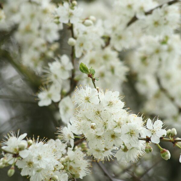 Prunus cocomilia Blüte