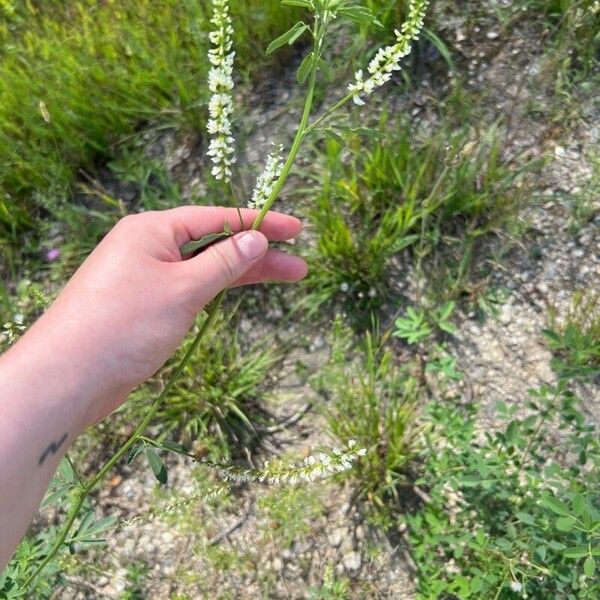 Polygala alba Liść