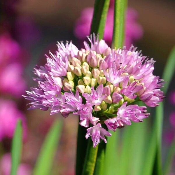 Allium angulosum Цвят