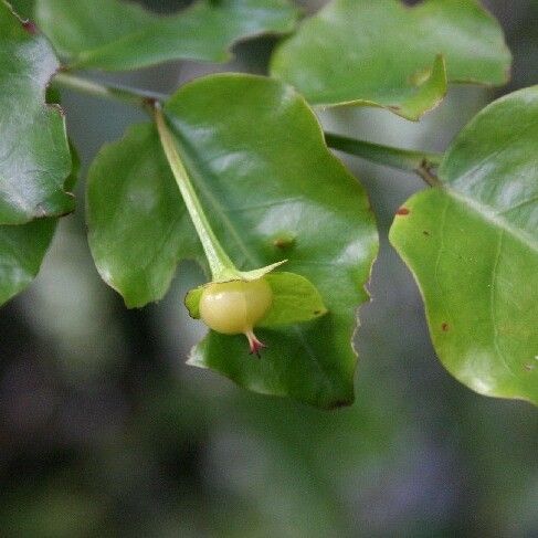 Phyllanthus koghiensis Owoc