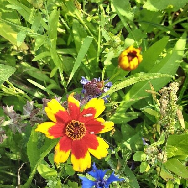 Coreopsis tinctoria Flor