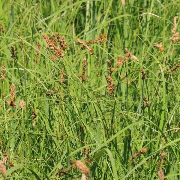 Carex disticha Hàbitat