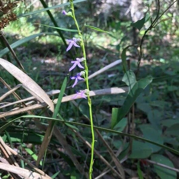 Lobelia urens Virág