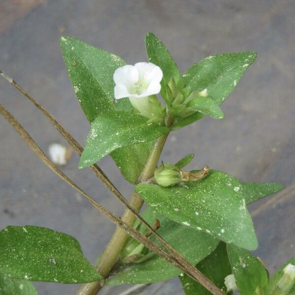 Gratiola virginiana Hábito