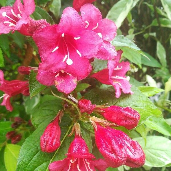 Weigela florida Floare