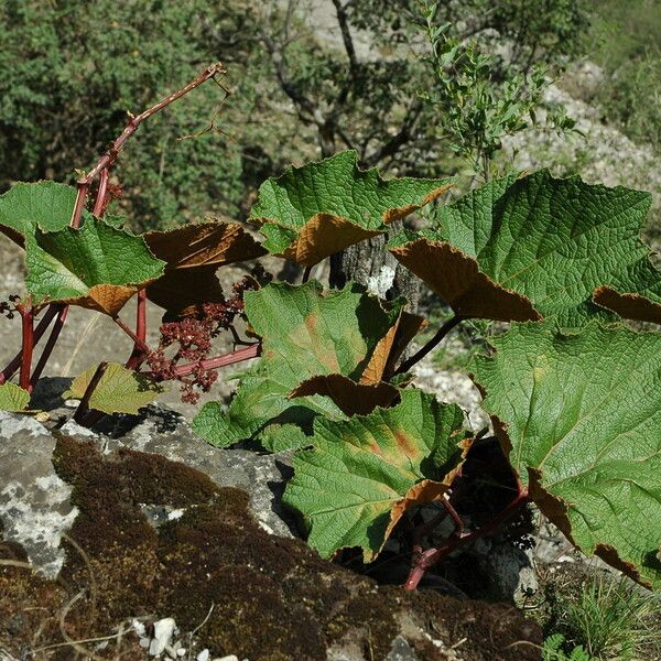 Ampelocissus rugosa 整株植物