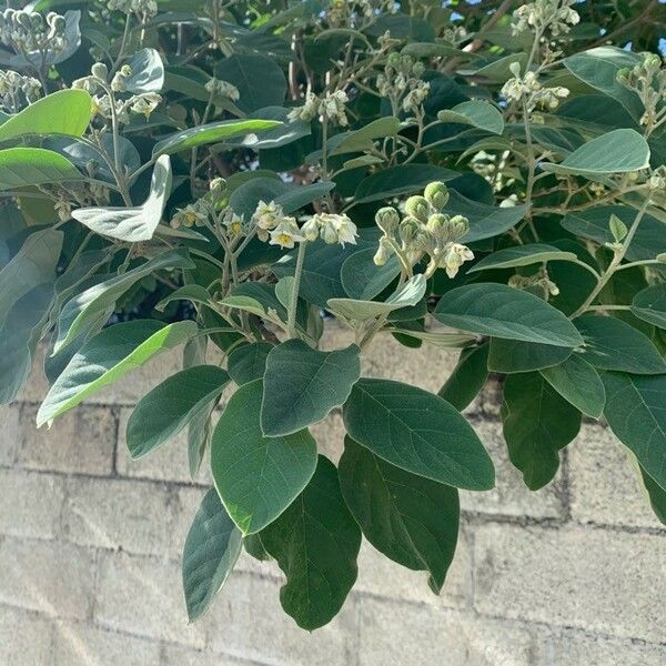 Solanum erianthum Lorea