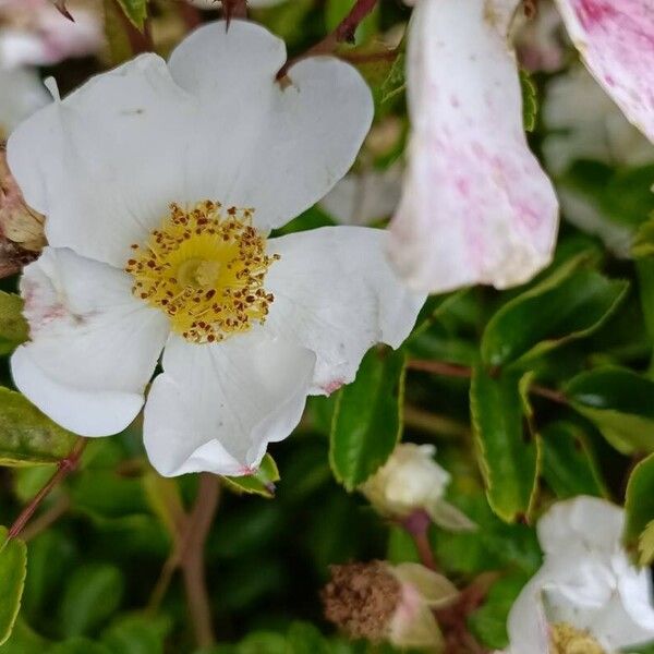 Rosa lucieae Blüte