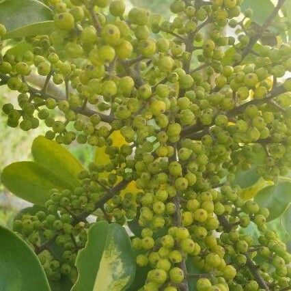 Schefflera arboricola Fruit