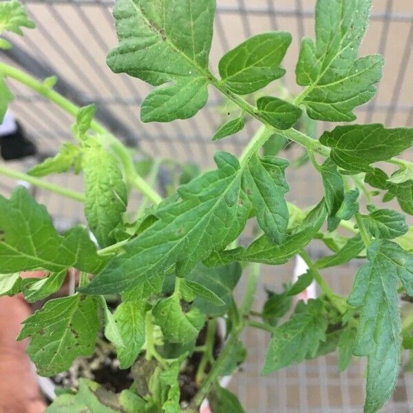 Solanum lycopersicum Fruit