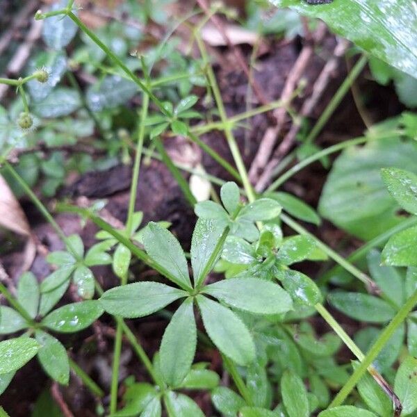 Galium triflorum Levél