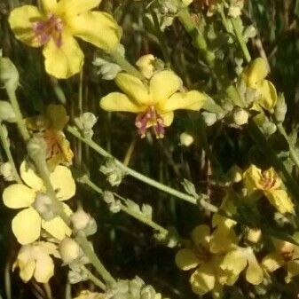 Verbascum sinuatum 花