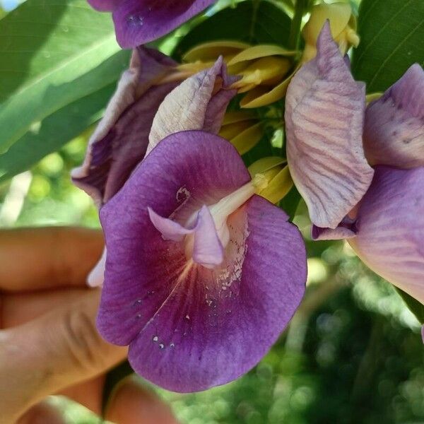 Clitoria fairchildiana Цвят