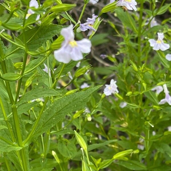 Mimulus ringens പുഷ്പം