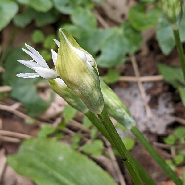 Allium ursinum Flower