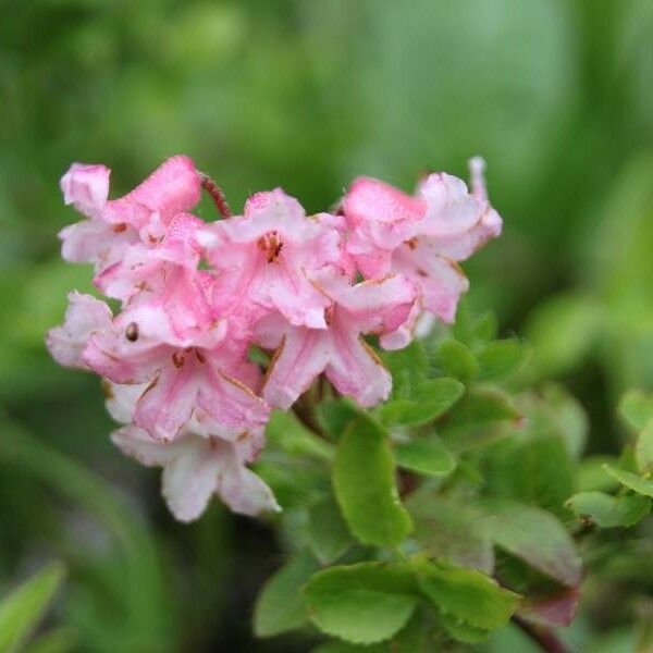 Rhododendron hirsutum 花