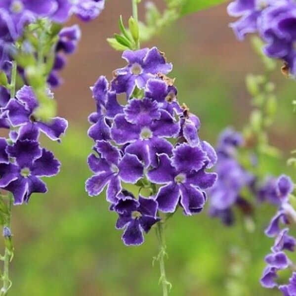 Duranta erecta Квітка