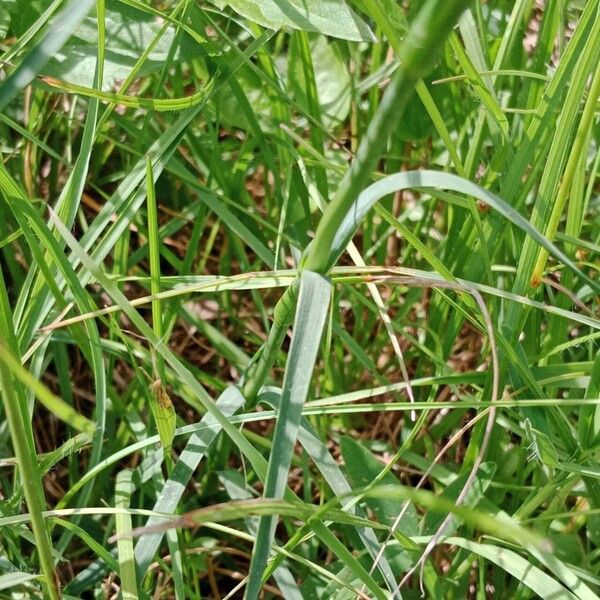 Dianthus carthusianorum Leht