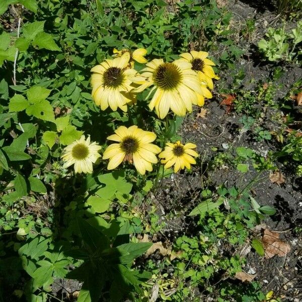 Helianthus debilis Çiçek