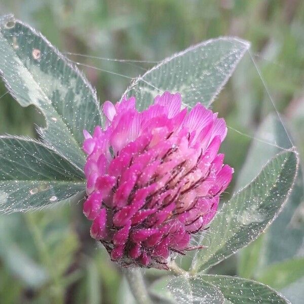 Trifolium pratense Flower