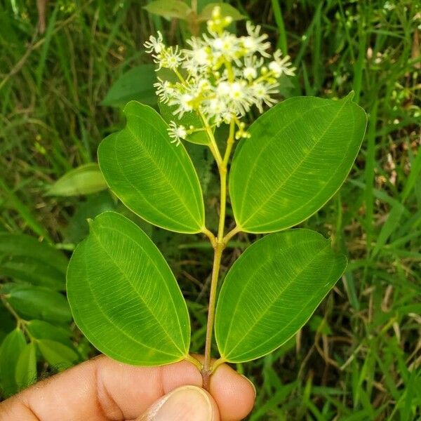 Miconia minutiflora List