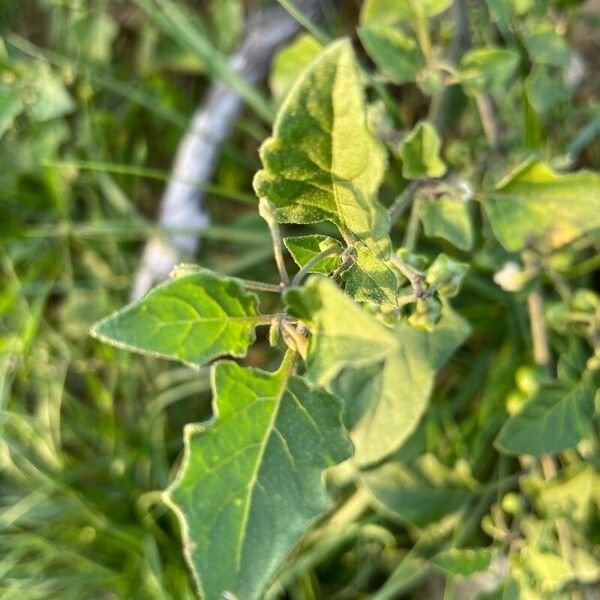 Solanum villosum 葉