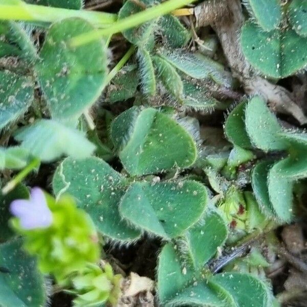 Trifolium subterraneum Liść