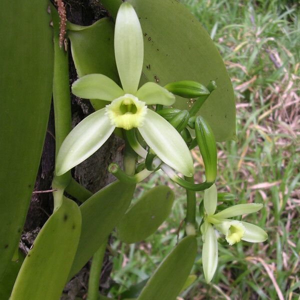 Vanilla planifolia Floare