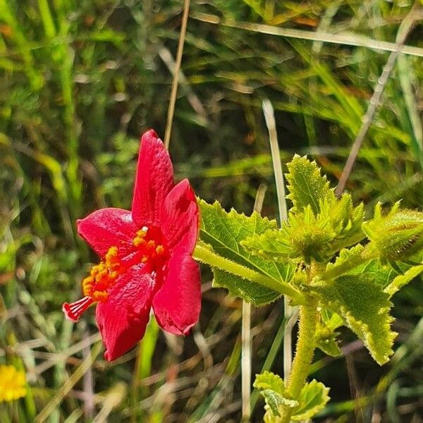 Hibiscus aponeurus फूल