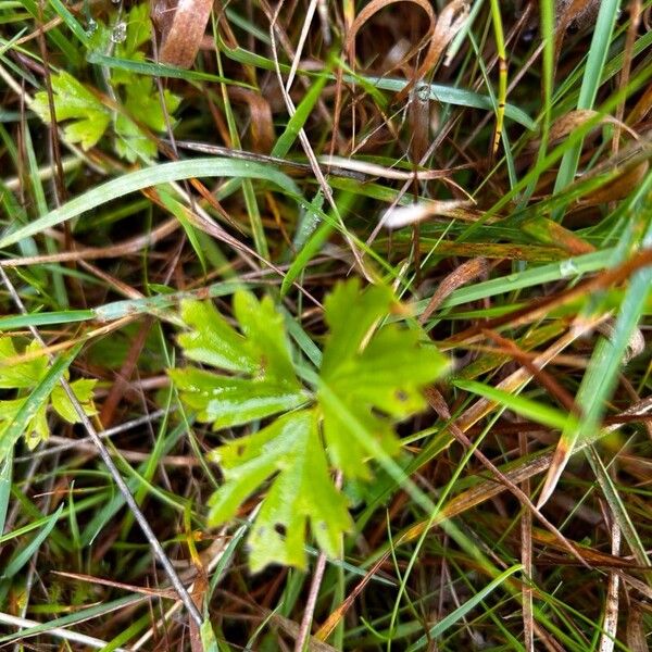 Ranunculus acris Листок